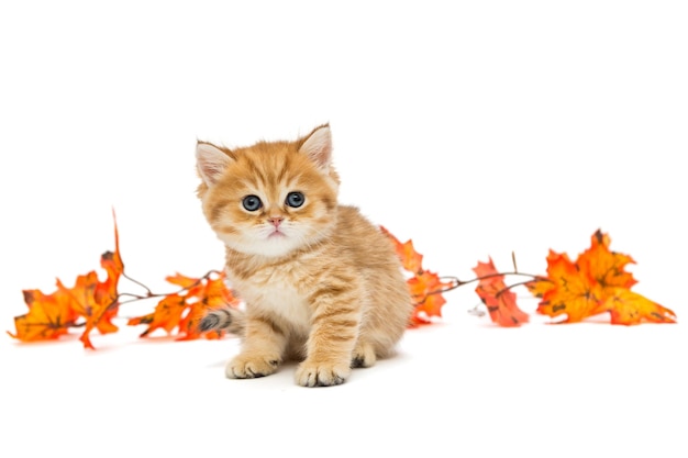 Pequeno gatinho britânico e folhas de outono