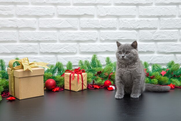 Pequeno gatinho britânico na superfície branca com presentes de natal