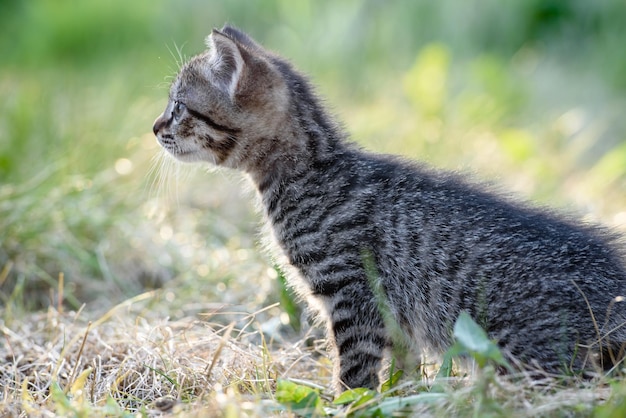 Pequeno gatinho caminha na grama verde no gramado