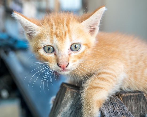 Pequeno gatinho castanho dourado bonito com olhos azuis no quintal de casa ao ar livre foco seletivo em seu olho