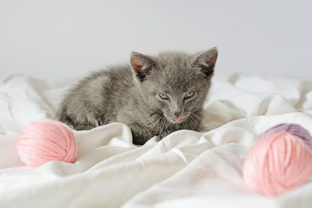 Pequeno gatinho cinza curioso deitado sobre o cobertor branco olhando para a câmera com bolas meadas de fio