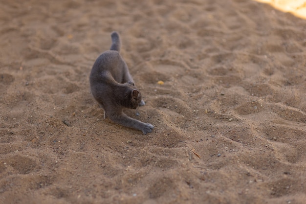 Pequeno gatinho cinza e branco enterrando seus excrementos ao ar livre. Limpeza felina. Um gato farejando e tocando o chão com a pata.