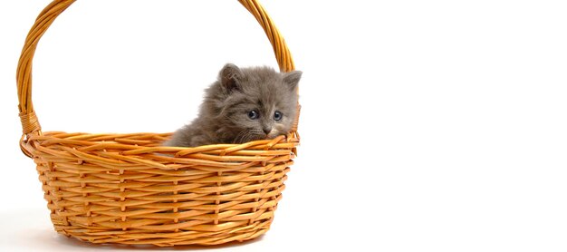 Pequeno gatinho cinza e fofo olha para a cesta Isolado em fundo branco