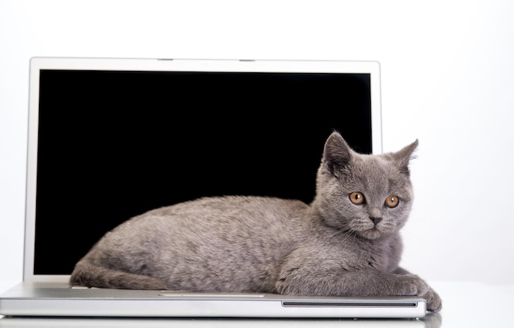 Foto pequeno gatinho cinza em pé em um laptop