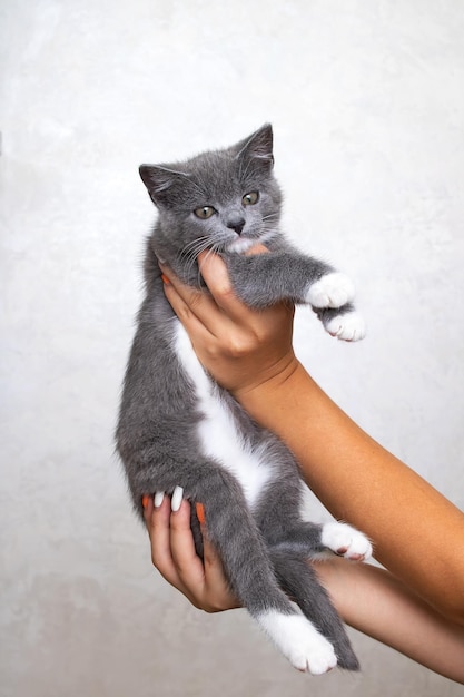 Pequeno gatinho cinza em suas mãos em um fundo cinza