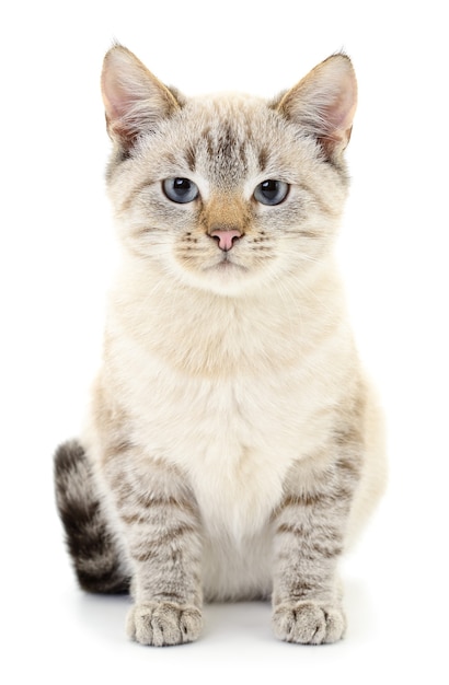 Pequeno gatinho cinza em um fundo branco