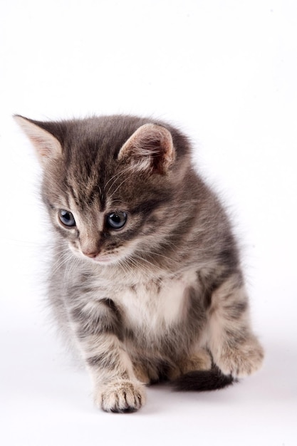 Pequeno gatinho cinza em um fundo branco