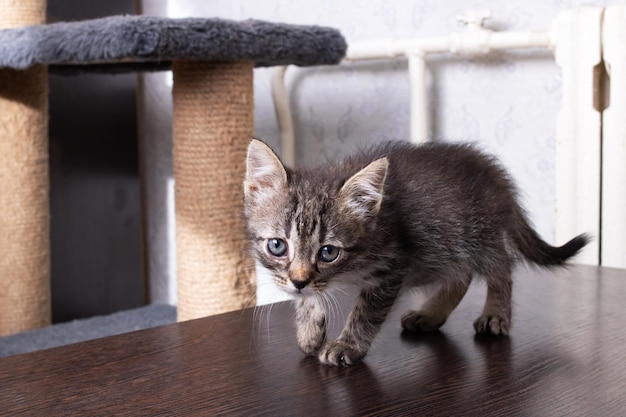 Pequeno gatinho cinza em uma mesa de madeira