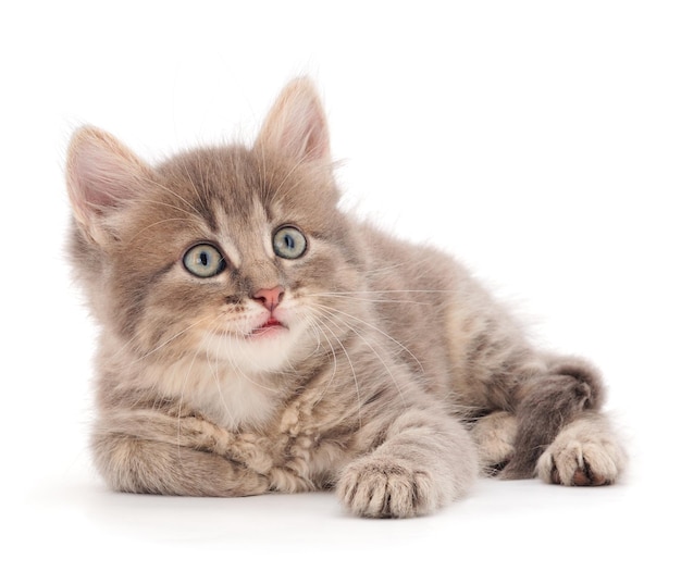 Pequeno gatinho cinza encontra-se em um fundo branco