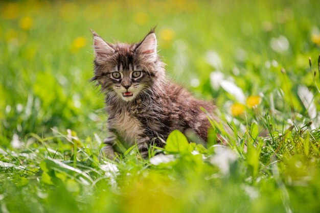 Pequeno gatinho cinza fofo e brincalhão Maine Coon caminha na grama verde