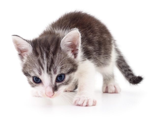 Pequeno gatinho cinza isolado no fundo branco