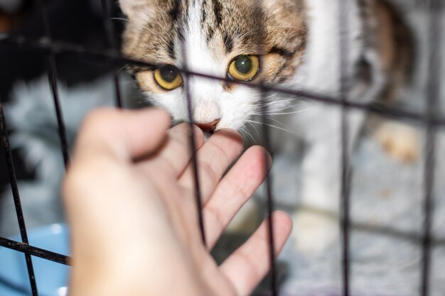 Foto pequeno gatinho cinzento engraçado retrato em close-up