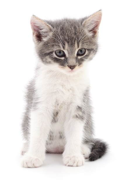 Pequeno gatinho cinzento isolado no fundo branco.