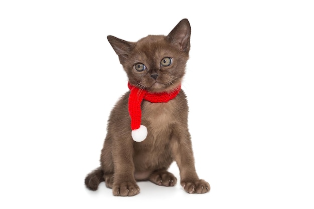 Pequeno gatinho cor de chocolate em um cachecol vermelho quente