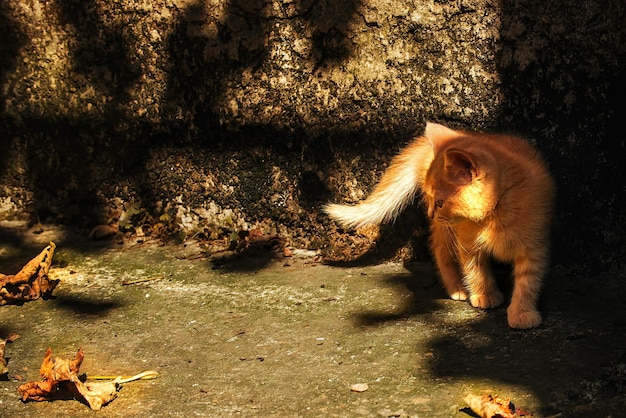 Pequeno gatinho de gengibre doméstico para passear no outono