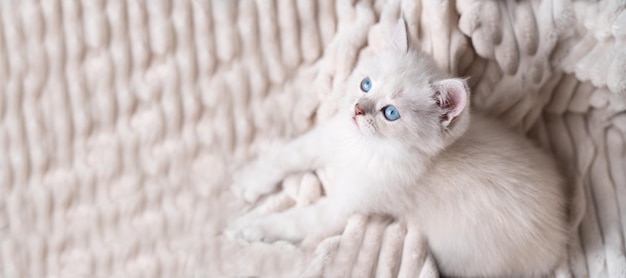 Pequeno gatinho de olhos azuis de raça britânica em um banner de cobertura de leite para texto