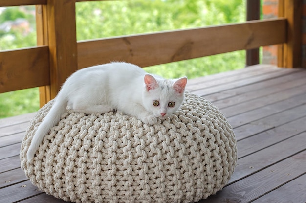 Pequeno gatinho fofo branco no otomano na varanda