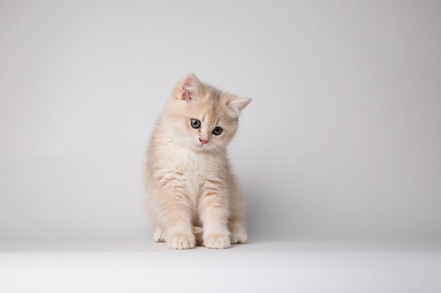 Pequeno gatinho fofo chinchila dourada britânica isolada no fundo branco