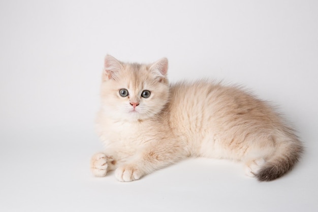 Pequeno gatinho fofo chinchila dourada britânica isolada no fundo branco