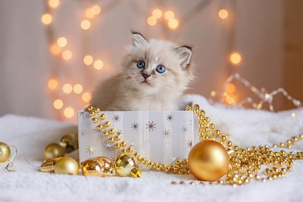 Pequeno gatinho fofo em uma caixa de presente na decoração de Natal bokeh