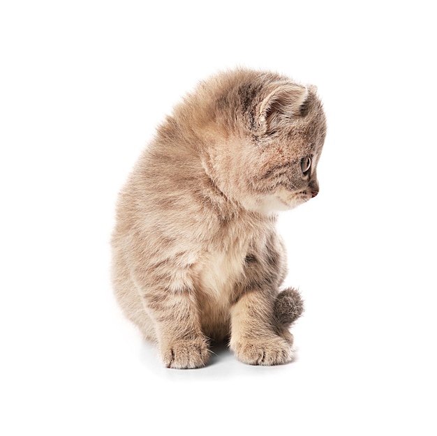 Pequeno gatinho fofo isolado em branco