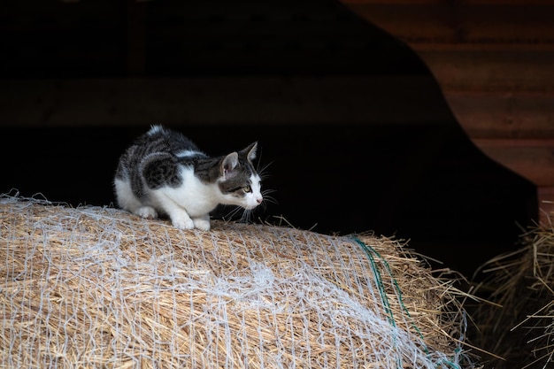 Pequeno gatinho fofo na fazenda. Gatinho preto e branco está esperando para jogar