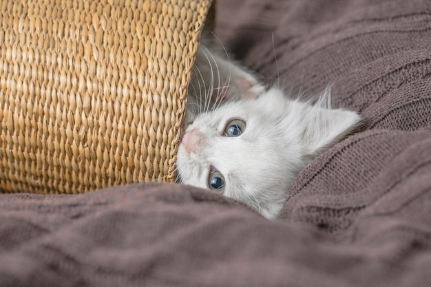 Pequeno gatinho listrado branco deitado na cesta no cobertor. Conceito de gato fofo e adorável de estimação