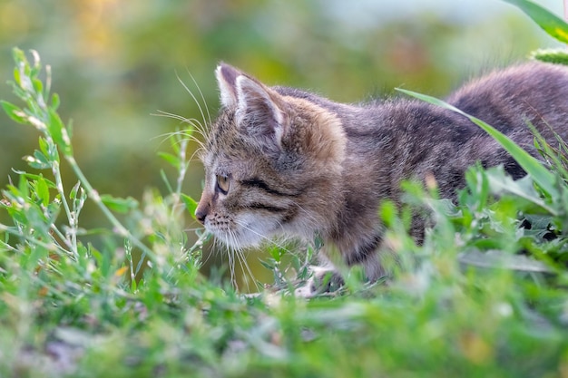 Pequeno gatinho listrado em uma emboscada no jardim entre a grama