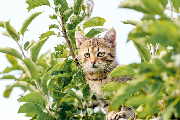 Pequeno gatinho listrado no alto de uma árvore