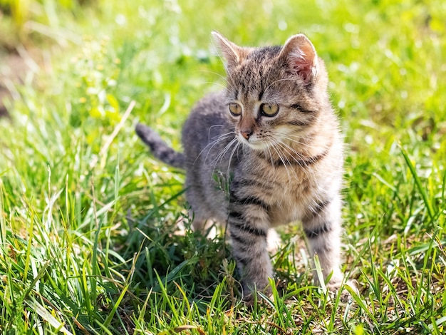 Pequeno gatinho listrado no jardim na grama em tempo ensolarado