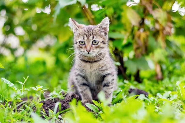 Pequeno gatinho listrado sentado no jardim em um fundo de vegetação