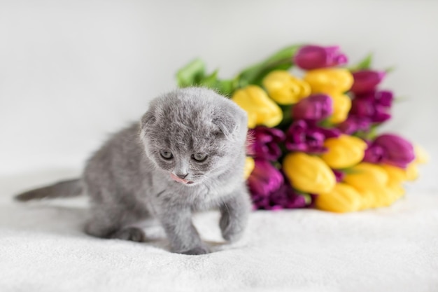 Pequeno gatinho Maine Coon vermelho brincando com a flor no quarto