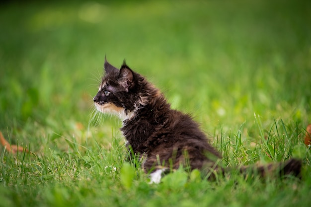 Pequeno gatinho malhado brincalhão cinza Maine Coon anda na grama verde.