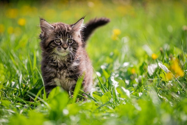 Pequeno gatinho malhado brincalhão cinza Maine Coon anda na grama verde.