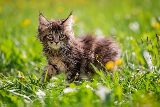 Pequeno gatinho malhado brincalhão cinza Maine Coon anda na grama verde.