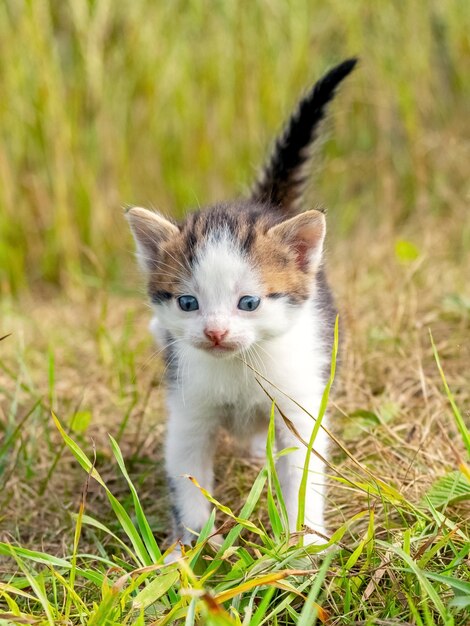 Pequeno gatinho manchado de branco no jardim entre a grama verde