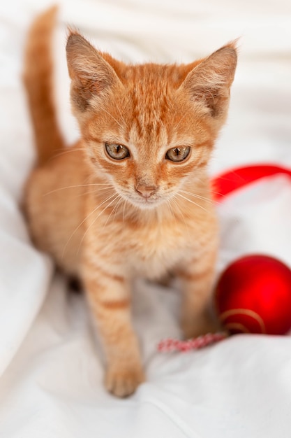 Pequeno gatinho marrom com um brinquedo vermelho sentado em um cobertor branco