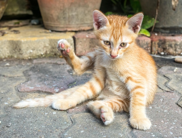 Pequeno gatinho marrom dourado deitado no chão de concreto ao ar livre com postura sob luz natural