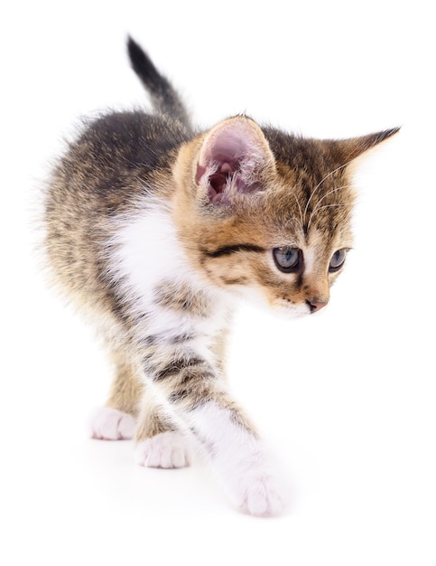 Pequeno gatinho marrom isolado no fundo branco.