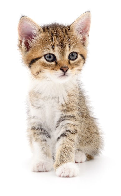 Pequeno gatinho marrom isolado no fundo branco.