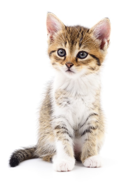 Pequeno gatinho marrom isolado no fundo branco.