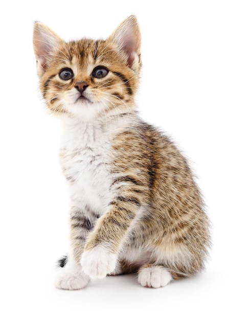 Pequeno gatinho marrom isolado no fundo branco.