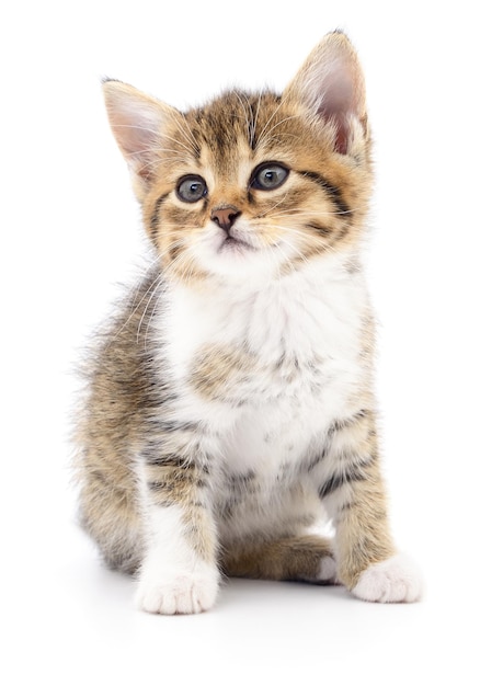 Pequeno gatinho marrom isolado no fundo branco.