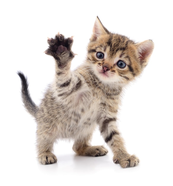 Pequeno gatinho marrom isolado no fundo branco