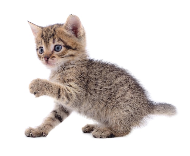 Pequeno gatinho marrom isolado no fundo branco