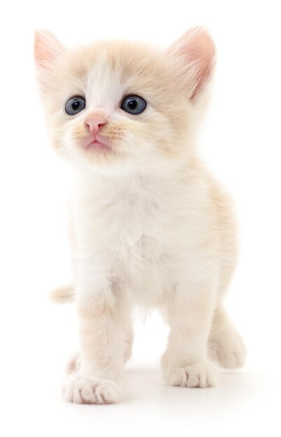 Pequeno gatinho marrom isolado no fundo branco