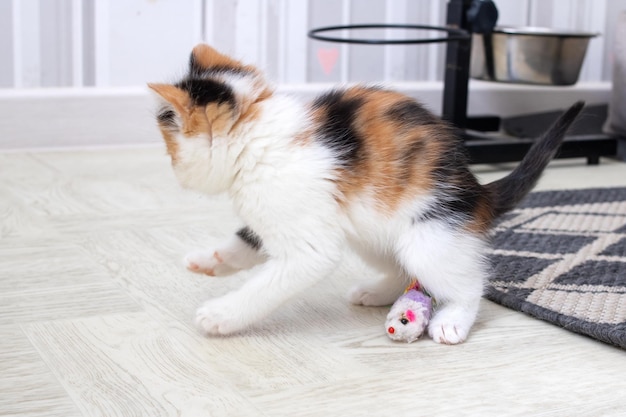 Pequeno gatinho tricolor brincando com um brinquedo