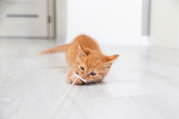 Pequeno gatinho vermelho brinca com corda em apartamento brilhante