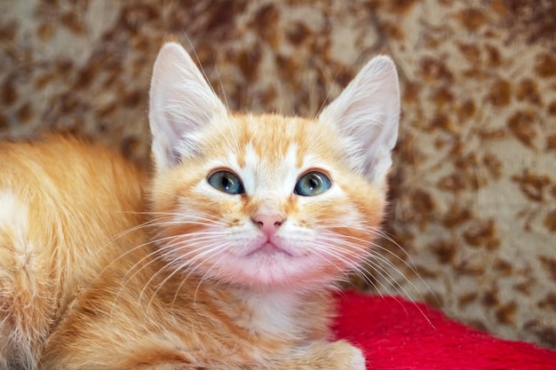 Pequeno gatinho vermelho deitado em uma cadeira de perto