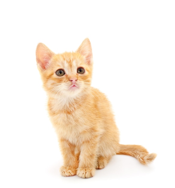 Pequeno gatinho vermelho em um fundo branco